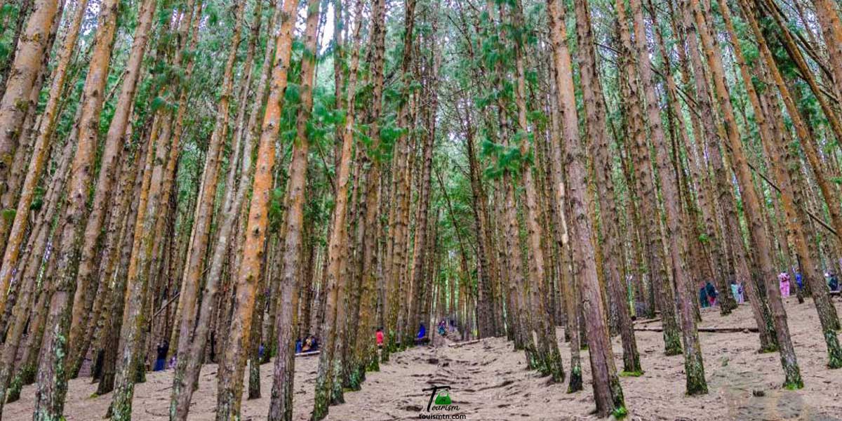 Pine Forest